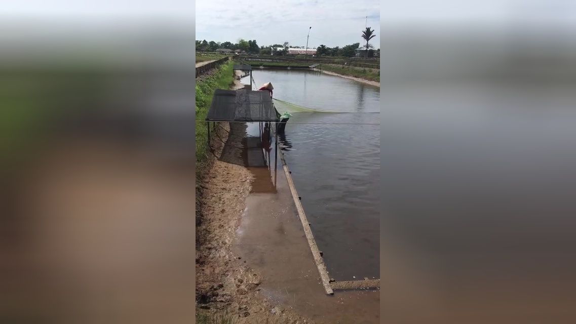 金龍魚養殖基地電話：金龍魚養殖基地的聯系方式