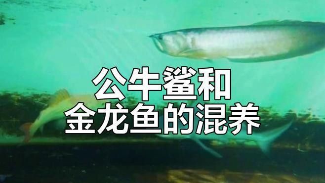 鯊魚能不能和金龍魚混養一起吃 鯊魚能不能和金龍魚混養一起吃 龍魚百科 第1張