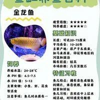 金龍魚的外貌描述 金龍魚的外貌描述 龍魚百科 第9張