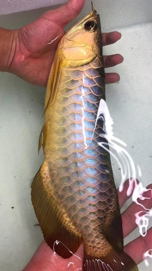 七彩金龍魚圖片大全欣賞
