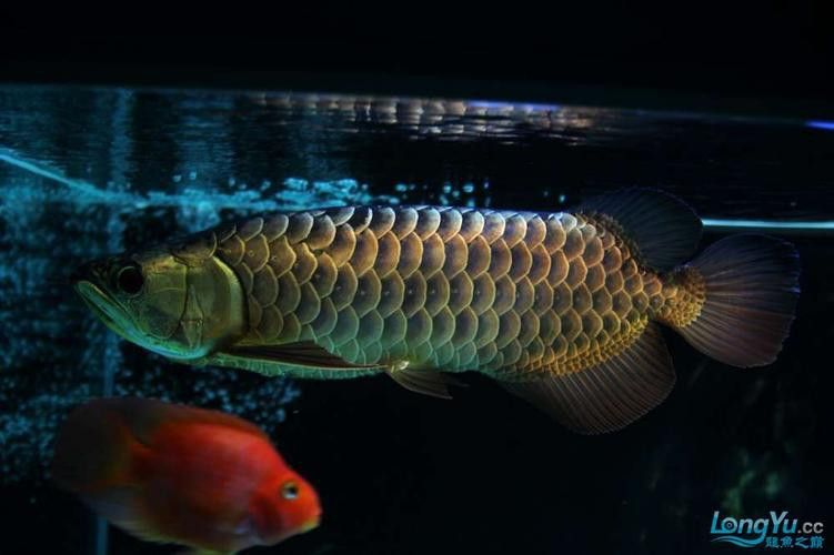 七彩金龍魚圖片大全欣賞