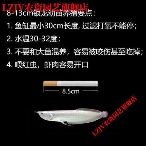 七彩金龍魚圖片大全欣賞