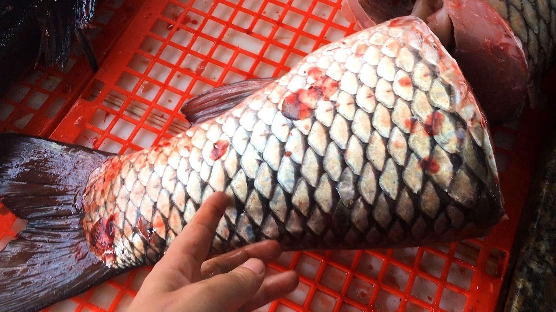 大豐收龍魚的價(jià)格是多少？