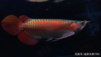 龍魚的顏色和燈光有關系嗎：龍魚的顏色與燈光有密切關系嗎，龍魚的顏色與燈光有關系嗎 龍魚的顏色和燈光有關系嗎：龍魚的顏色與燈光有密切關系嗎，龍魚的顏色與燈光有關系嗎 龍魚百科 第2張
