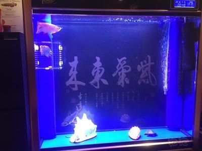 金龍魚的魚缸高度多少合適（金龍魚魚缸寬度與高度比例） 金龍魚的魚缸高度多少合適（金龍魚魚缸寬度與高度比例） 龍魚百科 第5張