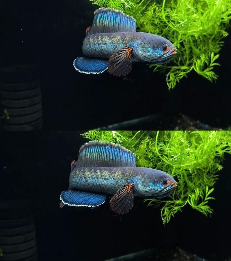 雷龍魚和紅龍魚混養好嗎圖片欣賞