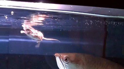 金龍魚的趣事（關于金龍魚的趣事） 金龍魚的趣事（關于金龍魚的趣事） 龍魚百科 第4張