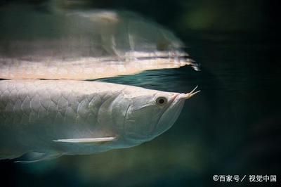 龍魚受驚嚇不吃食的處理方法：如何處理龍魚受驚嚇不吃食的情況 龍魚受驚嚇不吃食的處理方法：如何處理龍魚受驚嚇不吃食的情況 龍魚百科 第2張