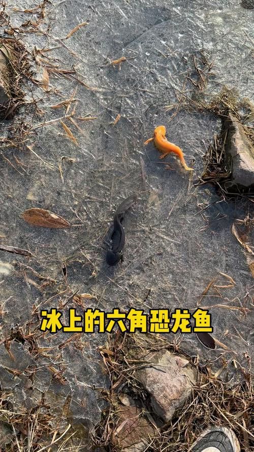 六角龍魚冬季怎么養