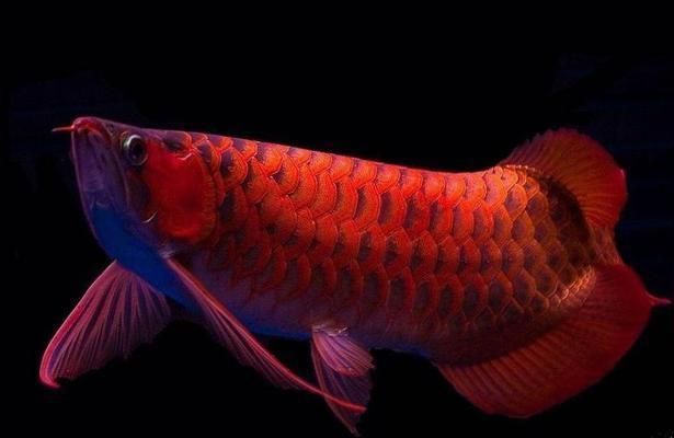 紅龍魚溫度29還是30度好養：紅龍魚發色技巧和注意事項紅龍魚發色技巧和注意事項 紅龍魚溫度29還是30度好養：紅龍魚發色技巧和注意事項紅龍魚發色技巧和注意事項 龍魚百科 第2張