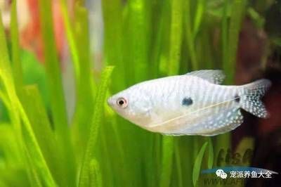 體型像龍魚的小型魚(小型觀賞魚有哪些?) 龍魚百科 第4張 體型像龍魚的小型魚(小型觀賞魚有哪些?) 體型像龍魚的小型魚(小型觀賞魚有哪些?) 龍魚百科 第4張