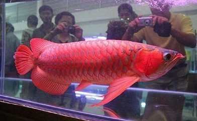 龍魚卵可以吃嗎：龍魚卵與其他魚卵比較,如何辨別魚卵品質