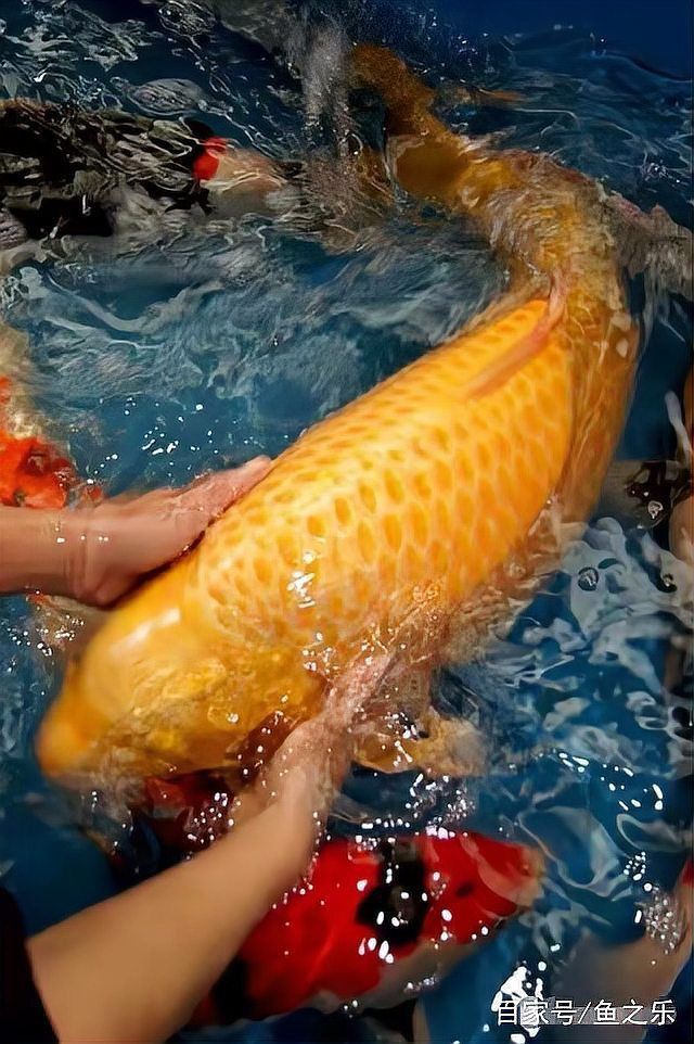 芒果芥子錦鯉為啥叫芒果 芒果芥子錦鯉為啥叫芒果 龍魚百科 第1張