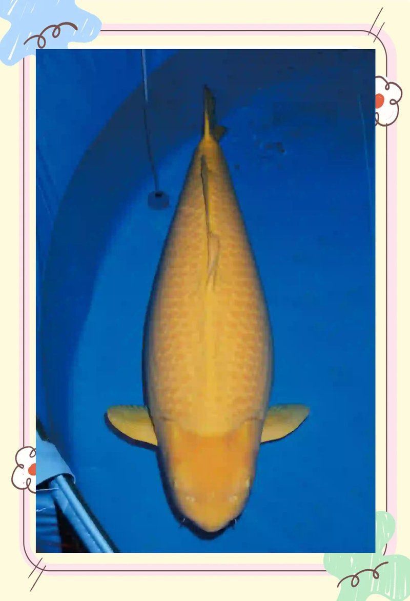 芒果芥子錦鯉為啥叫芒果 芒果芥子錦鯉為啥叫芒果 龍魚百科 第2張