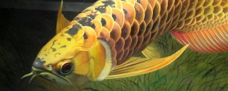 大三間鼠魚和龍魚混養(yǎng)視頻：大三間鼠魚和龍魚可以混養(yǎng)嗎 大三間鼠魚和龍魚混養(yǎng)視頻：大三間鼠魚和龍魚可以混養(yǎng)嗎 龍魚百科 第2張