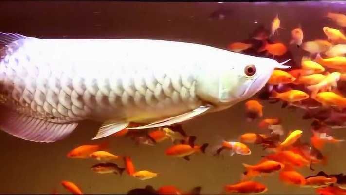 大三間鼠魚和龍魚混養(yǎng)視頻：大三間鼠魚和龍魚可以混養(yǎng)嗎 大三間鼠魚和龍魚混養(yǎng)視頻：大三間鼠魚和龍魚可以混養(yǎng)嗎 龍魚百科 第1張