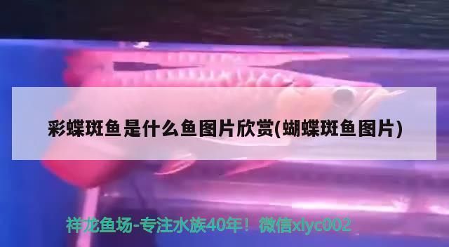 龍魚幼苗掛蛋苗吃什么：“龍魚幼苗掛蛋苗吃什么”龍魚幼苗吃什么可以參考以下內(nèi)容
