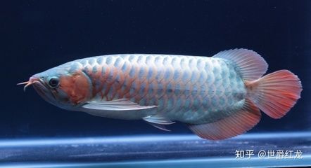養(yǎng)龍魚的條件是什么意思：養(yǎng)龍魚的條件包括以下幾個方面 養(yǎng)龍魚的條件是什么意思：養(yǎng)龍魚的條件包括以下幾個方面 龍魚百科 第3張