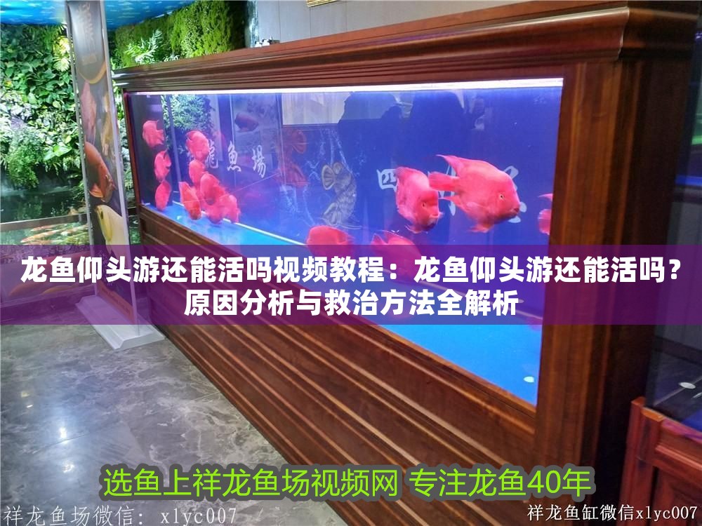龍魚仰頭游還能活嗎視頻教程：龍魚仰頭游還能活嗎？原因分析與救治方法全解析