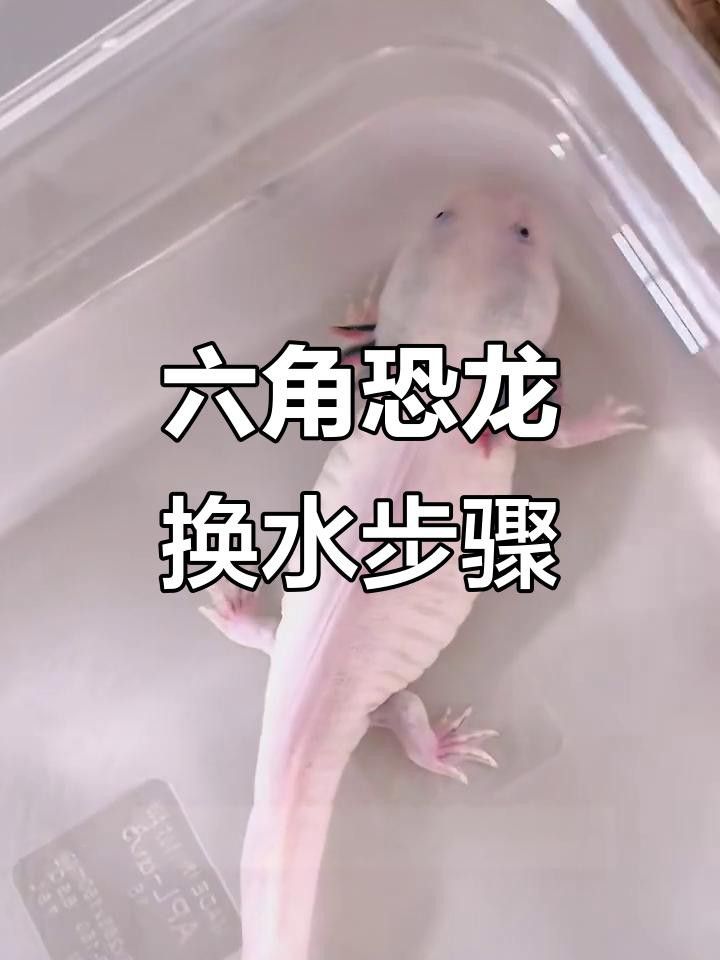 六角恐龍魚換水時可以洗魚缸嗎？