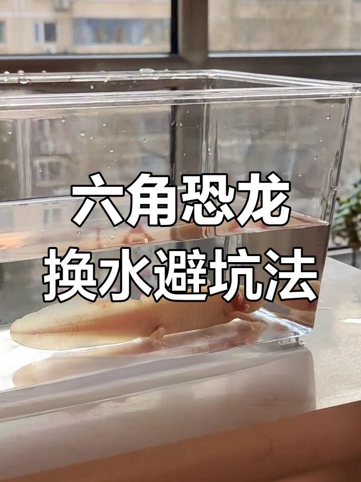 六角恐龍魚換水時可以洗魚缸嗎？