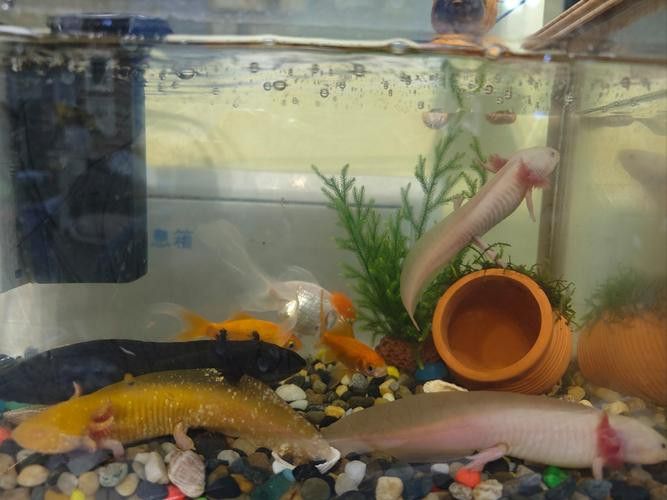 恐龍魚可以和孔雀魚混養嗎圖片大全 恐龍魚可以和孔雀魚混養嗎圖片大全 龍魚百科 第15張