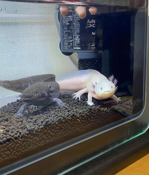 恐龍魚可以和孔雀魚混養嗎圖片大全 恐龍魚可以和孔雀魚混養嗎圖片大全 龍魚百科 第18張