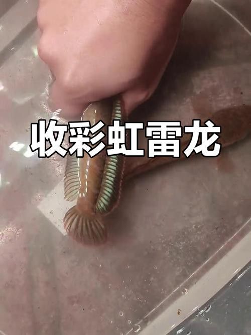 <strong><mark>云南</mark></strong>雷龍魚值錢嗎圖片