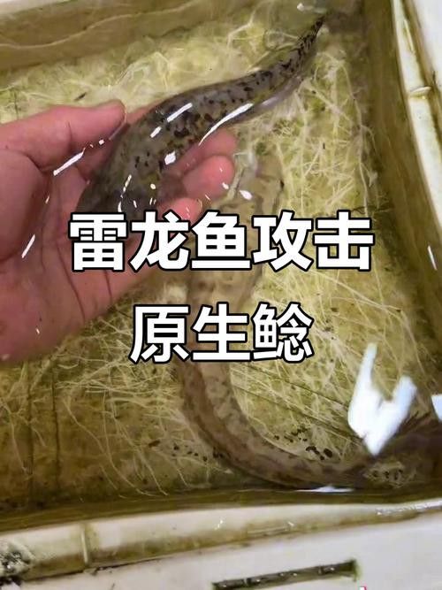 云南雷龍魚值錢嗎圖片