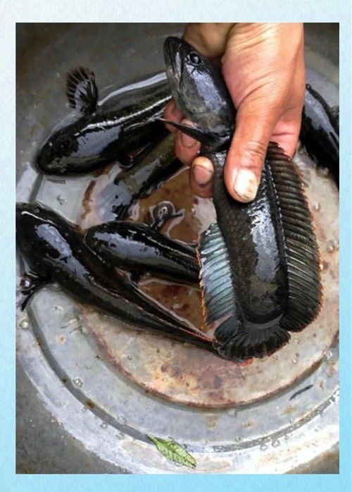 云南雷龍魚值錢嗎圖片