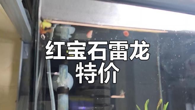 云南雷龍魚值錢嗎圖片