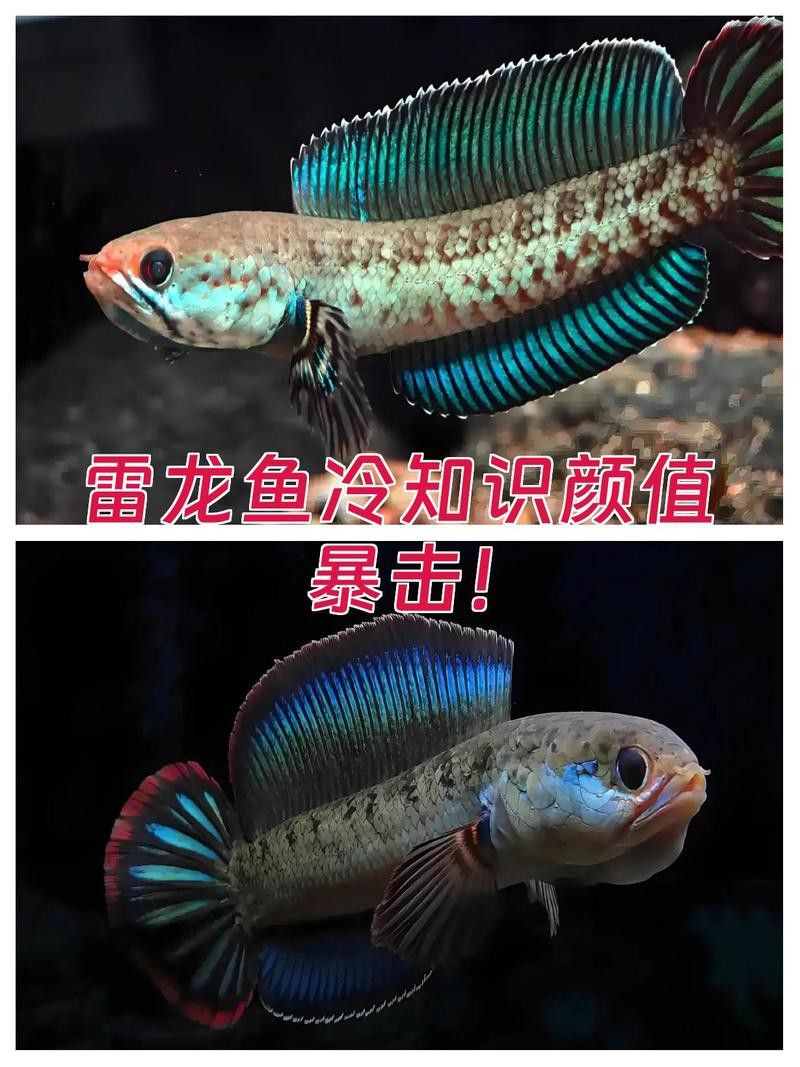 云南雷龍魚值錢嗎圖片