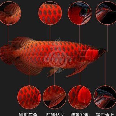 食用紅龍魚大概多少錢，紅龍魚價格查詢