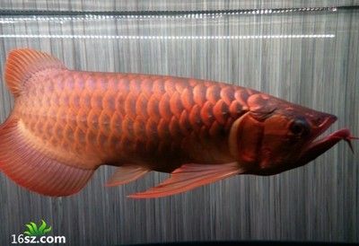 紅龍魚級別區分圖解：關于紅龍魚的級別區分
