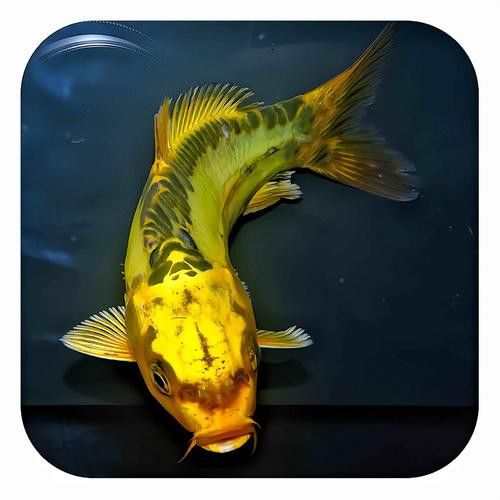 如何挑選健康的龍鳳魚? 龍魚百科 第3張 如何挑選健康的龍鳳魚? 如何挑選健康的龍鳳魚? 龍魚百科 第3張