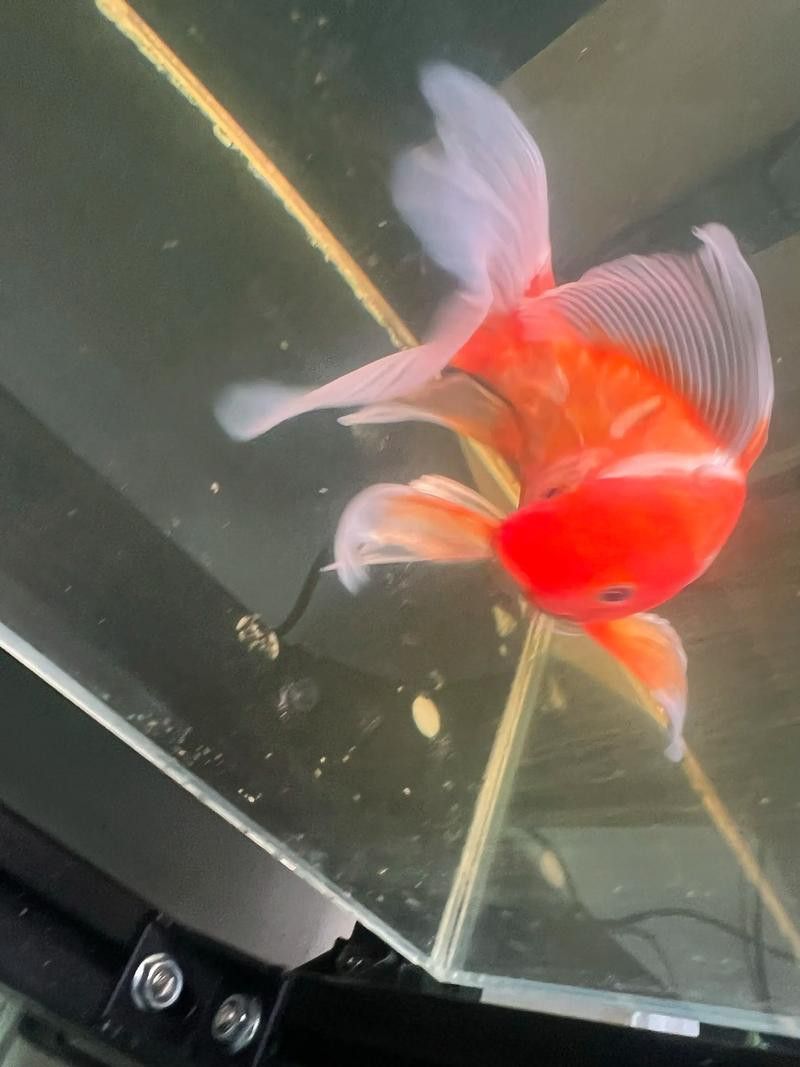 如何挑選健康的龍鳳魚? 龍魚百科 第5張 如何挑選健康的龍鳳魚? 如何挑選健康的龍鳳魚? 龍魚百科 第5張