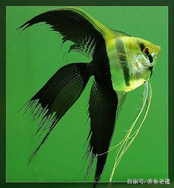 龍鳳錦鯉長尾好養嗎