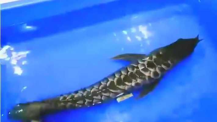 有黑色的金龍魚嗎：養殖黑色金龍魚需要注意以下幾點
