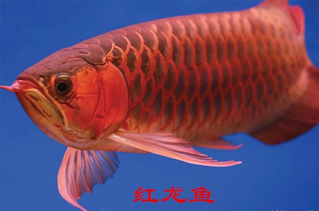紅龍魚(yú)和金龍魚(yú)哪個(gè)好看些：紅龍魚(yú)和金龍魚(yú)各有其獨(dú)特的魅力，哪個(gè)更好看