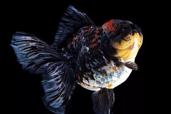 龍魚洗色：如何選擇適合的龍魚的燈光，避免龍魚退色的飼養(yǎng)技巧