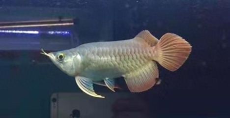 龍魚洗色：如何選擇適合的龍魚的燈光，避免龍魚退色的飼養技巧