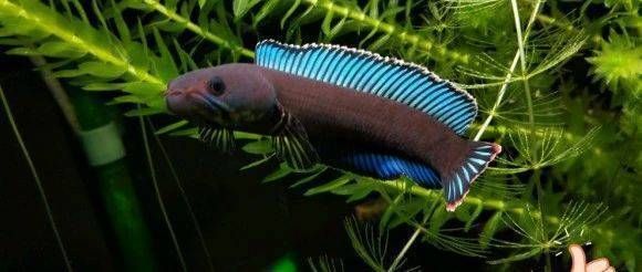 奶茶雷龍魚怎么養大帆：奶茶雷龍魚養大帆的一些關鍵要點