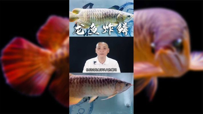 龍魚疾病的預防和治療視頻播放大全：關于龍魚疾病的預防和治療的視頻資源