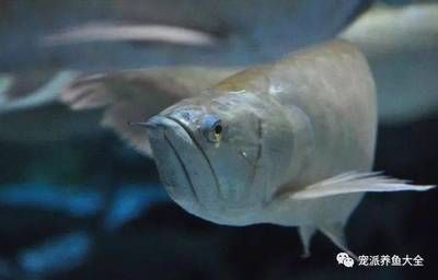 龍魚來回上下蹭缸什么意思：龍魚來回上下蹭缸可能是多種原因引起的，飼養者需注意