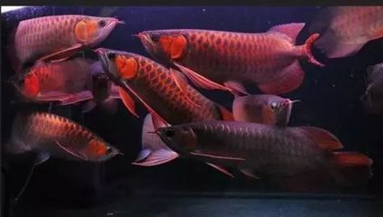 賣龍魚違法嗎怎么處理：賣龍魚是否違法？