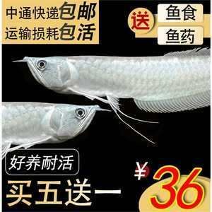 金龍魚幼苗怎么養(yǎng)【金龍魚幼苗養(yǎng)殖方法】