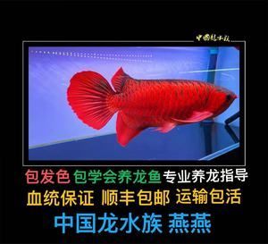 金龍魚幼苗怎么養【金龍魚幼苗養殖方法】