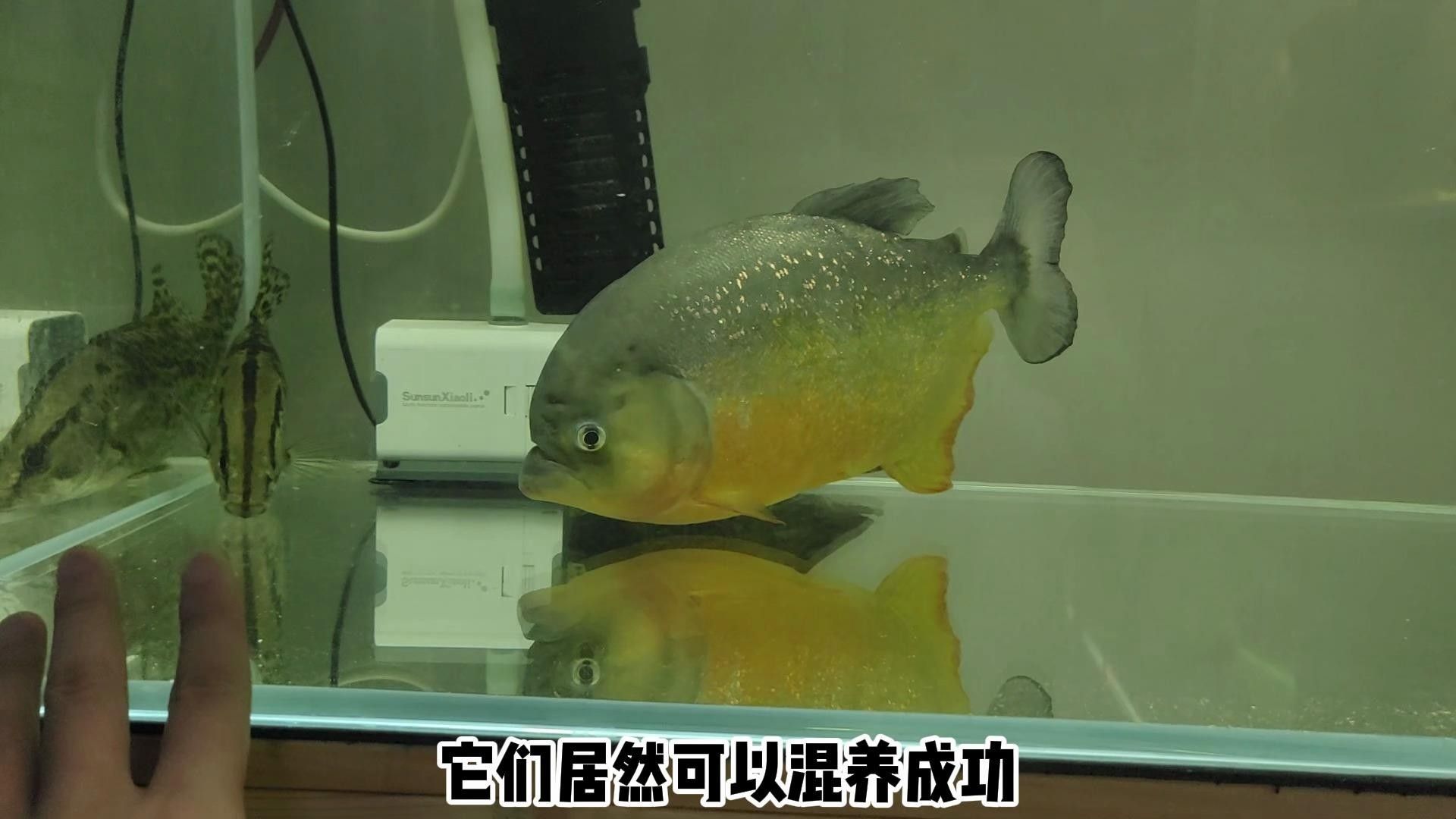 龍魚和水虎魚能混養嗎圖片大全
