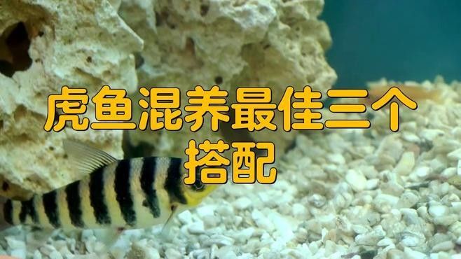 龍魚和水虎魚能混養嗎圖片大全