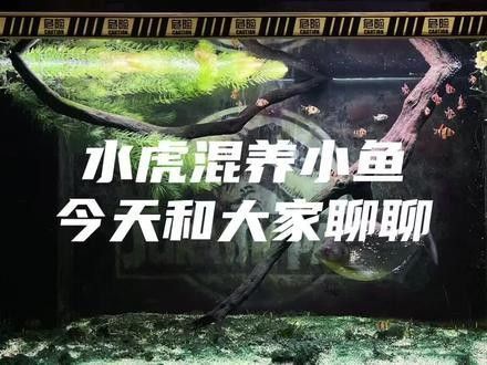 龍魚和水虎魚能混養嗎圖片大全